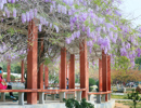 校园花卉——红梅与紫藤