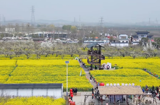 赴春日之约，享乡村魅力：国际学生参加淮北和村梨花节